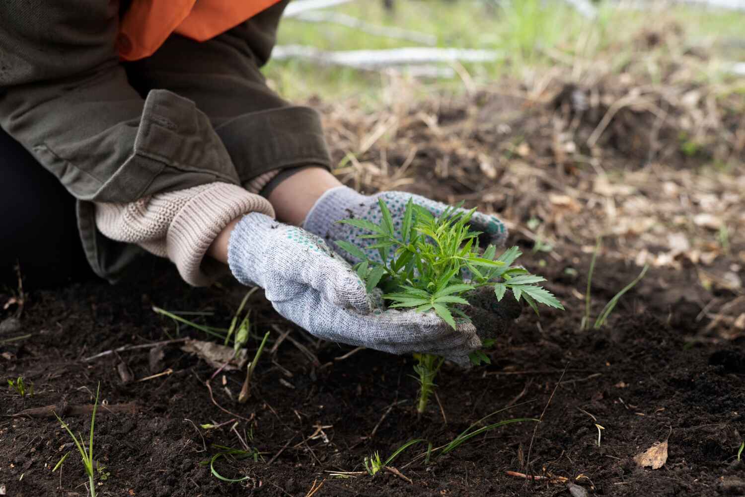 The Steps Involved in Our Tree Care Process in Chelsea, MI